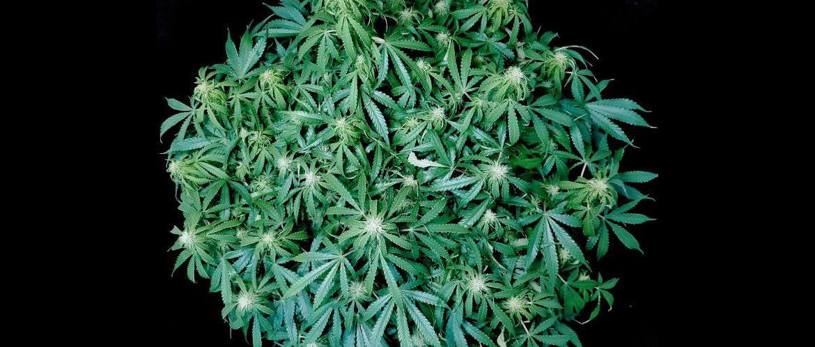 SeedsMan